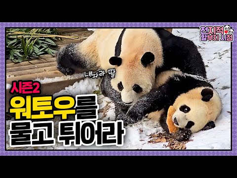 [Omniscient Grandpa's View] ep.207 🚨Rui Caught Stealing Mom's Wotou!🚨 │ Panda World