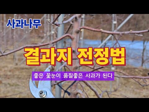 사과나무 결과지 전정방법