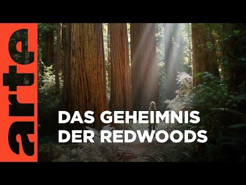 Mammutbäume - Der Schutz der Giganten | ARTE Family