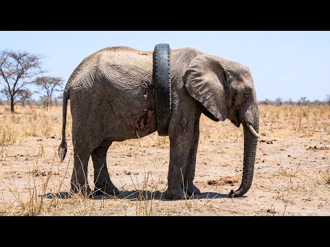 This Elephant Was Trapped in a Tire for Years… Until One Man Changed Its |Animal Rescue Short Film