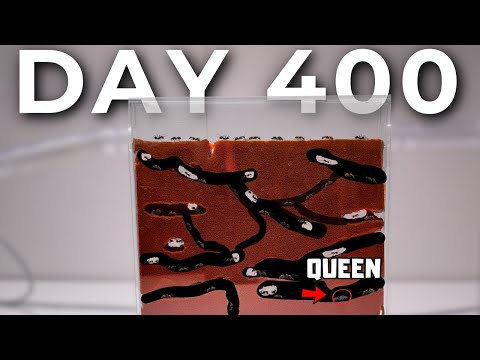 My Pet Ants Raised a Second Queen...