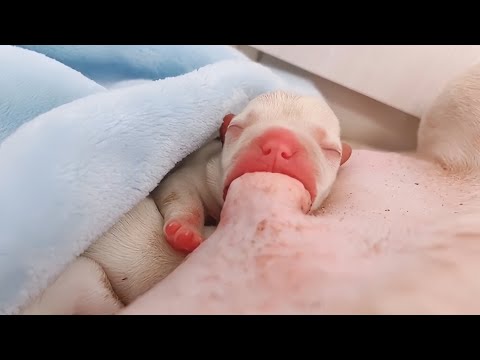 The Secrets of Raising 20 Newborn French Bulldogs No One Tells You