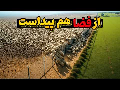 همه به استرالیا خندیدن که هزاران کیلومتر حصار کشید… ده سال بعد، حقیقت باورنکردنی رو شد!