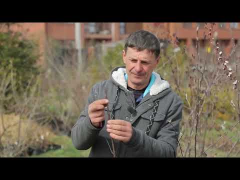 ТРИ ОСНОВНИХ МЕТОДИ ЩЕПЛЕННЯ ДЕРЕВА