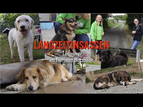 Langzeitinsassen Unterwegs - Tierheim Butzbach