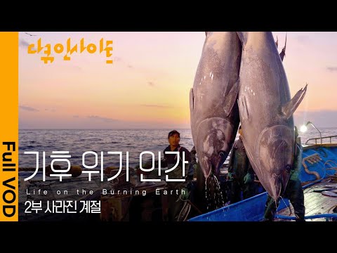 "Large Tuna Appears in the East Sea": The Earth's Last Warning: Climate Crisis | KBS Documentary ...