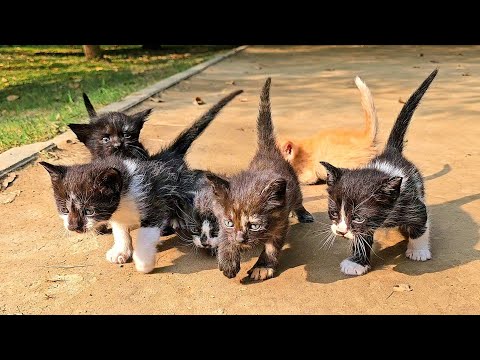 Kittens abandoned by the roadside... They were left there to die.