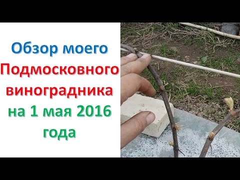 КАК РАЗБУДИТЬ виноградную лозу в условиях северного виноградарства. Как выращивать виноград.