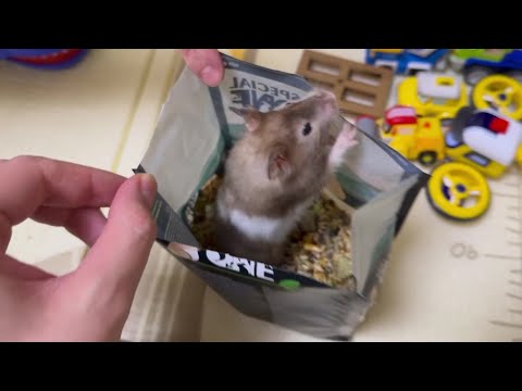 Cute hamster loves to eat a lot 😅