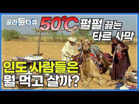 아무 것도 없는 허허벌판, 한겨울에도 섭씨 50도를 오르내리는 인도의 타르 사막│극도로 열악한 사막에서 인도 사람들은 어떻게 살까?│인도의 얼굴│다큐프라임│#골라듄다큐