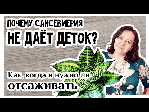 Пересадка.Как и когда отсаживать деток сансевиерии. Почему сансевиерия не даёт деток?