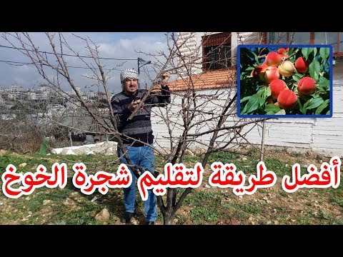 تقليم شجرة الخوخ | Peach tree pruning