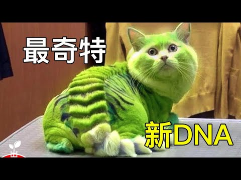 你絕對沒見過的寵物貓｜世界上最奇特的貓咪｜ 孔雀貓｜三頭貓 ｜【出類拔萃】