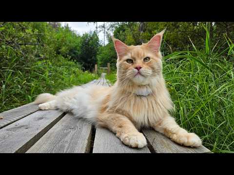 Buster Explores the Forest Bridge!
