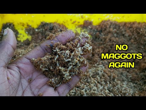 I'm Never Feeding My Chickens Maggots Again