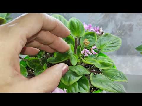 Небольшая презентация моих фиалок и не только....