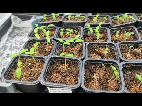 Обзор Рассады Гномов в возрасте 10 дней /Немного о присыпке