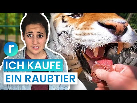 Tiger als Haustier: Geht das in Deutschland? | reporter