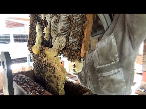 Catching multiple  swarms of bees. From traps to set up in hives and secrets of baiting the traps.