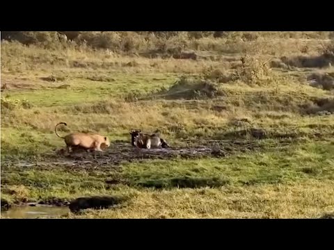 Wildebeest stuck in mud can only watch as a lioness comes for it