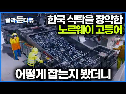 Koreans eat more mackerel than Norwegians. Let's see how they catch it. | Norwegian mackerel fish...