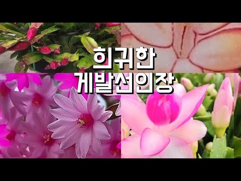 New rare crab cactus variety