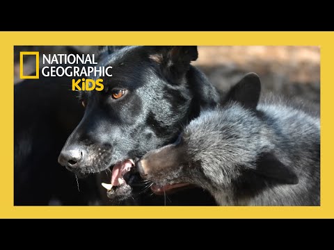 Unlikely Animal Friends Full Episode 🦊🐶 | The Fox and the Hound | @natgeokids