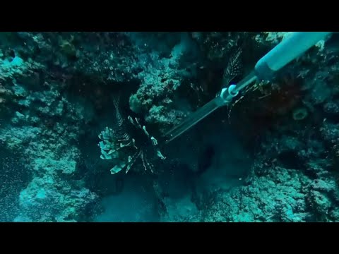 Lionfish hole found and wiped out!