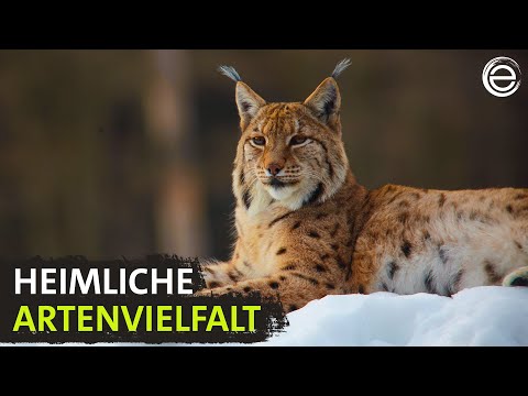 Wild Germany - Black Forest | Experience Earth