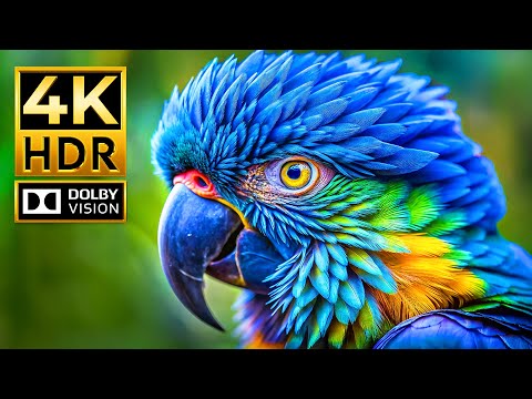 INCREDIBLE 4K WILDLIFE | 4K HDR 60 fps Dolby Vision