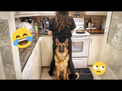 I dare you not to LAUGH at these FUNNY DOGS 😁🦮 - Best Funny Animals Videos 2025 #163
