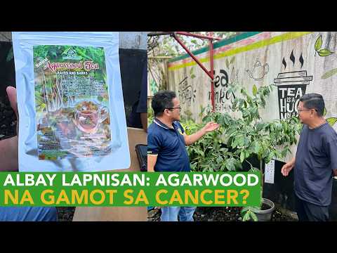 Albay Lapnisan: Aside from Agarwood Oud, May Medicinal Properties for Cancer and Other Illness!