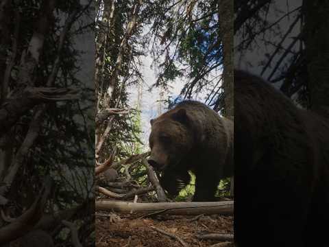 New YouTube Episode Out. This story is one I’ve worked on for nearly 10 years! #wildlife #nature