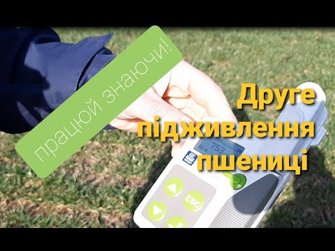 Друге підживлення пшениці