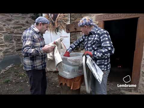 A pisa da castaña en Froxán