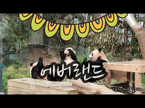 2025 조이 채이 에버랜드