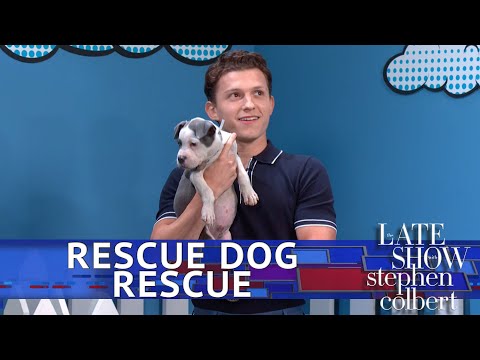 Rescue Dog Rescue With Tom Holland: Superhero Edition