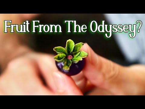 Lotus Persimmon - Is this the fruit from Homer's The Odyssey? (Date Plum)