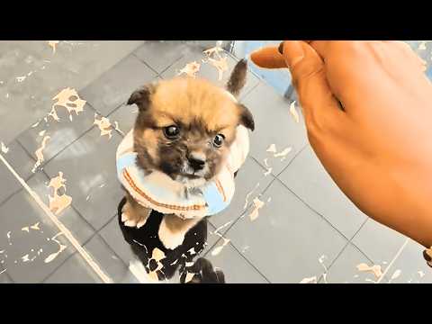 "I'm all alone in this world... Can you take me home?" Stray puppy roamed the streets