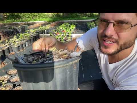 How to Keep Moringa Trees Bushy | Drumstick Tree