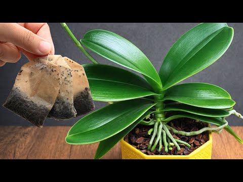 Just Sprinkle This on Top! Orchids Bloom Like Crazy