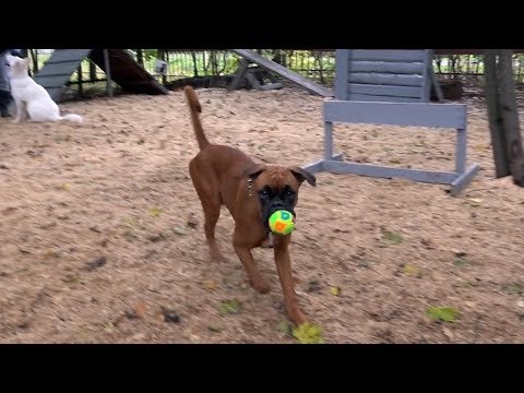 Вопрос-ответ: если собака не приносит и не отдает мяч. Что делать? Выпуск 8.