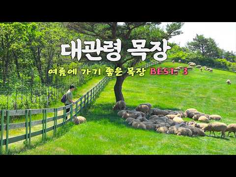 지금 대관령 목장에 방문해야 하는 이유 l 대관령 3대 목장 비교 l 여행지 추천 l 뚜벅이 국내여행