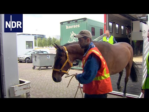 Pferde verschicken | Wie geht das? | NDR