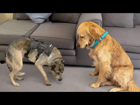 Golden Retriever Meets Completely Broken Rescue for the First Time