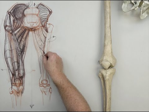 ANATOMY FOR ARTISTS: Upper Leg-PART 1
