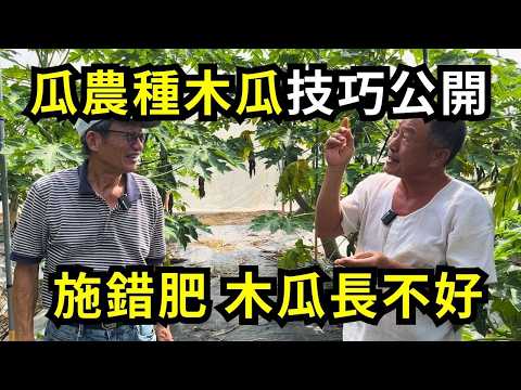 種木瓜如何施肥和灌溉?職業瓜農這樣施肥木瓜結果多?搭網室種木瓜有什麼作用?嘉義中埔鄉木瓜園實地經驗分享| 阿星種植