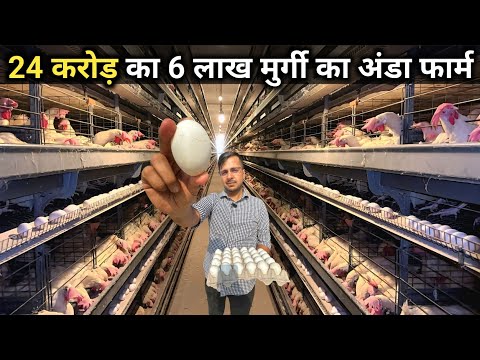 4 लाख अंडे रोज आते हैं इस पोल्ट्री फार्म से | Layer Poultry Farming | Automatic Egg Poultry Farm