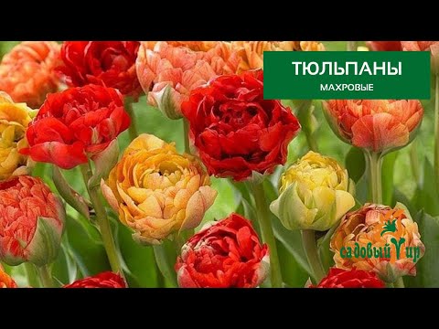 Махровые тюльпаны. Лучшие сорта из нашего каталога