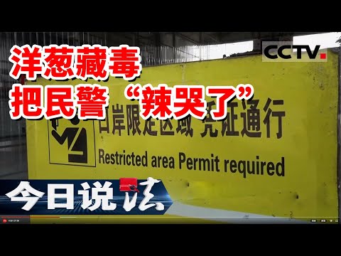 《今日说法》民警手剥32吨洋葱 在洋葱中查获22.3kg海洛因！呛得民警眼泪直流 20230822 | CCTV今日说法官方频道